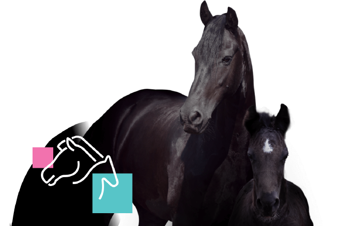 hoeveler equinova pferd zucht hoeveler equinova pferd zucht